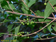 Aidia cochinchinensis