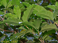 Aidia cochinchinensis