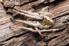 Socca pustulosa