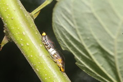 Homalodisca ichthyocephala