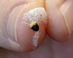 Clastoptera lineatocollis