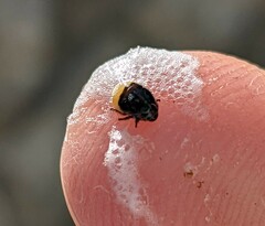 Clastoptera lineatocollis