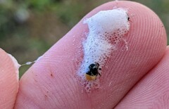 Clastoptera lineatocollis