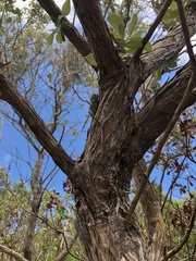 Platypleura capensis