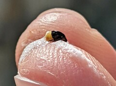 Clastoptera lineatocollis