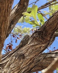 Platypleura capensis