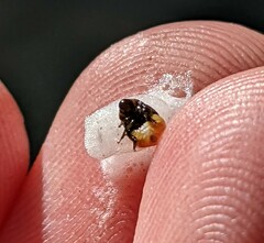 Clastoptera lineatocollis