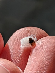 Clastoptera lineatocollis