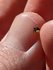 Clastoptera lineatocollis