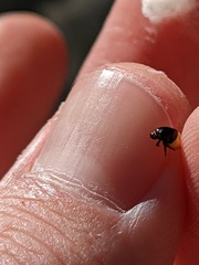 Clastoptera lineatocollis