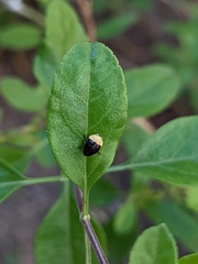 Clastoptera lineatocollis