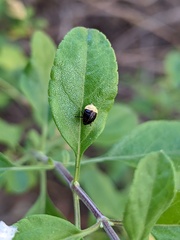 Clastoptera lineatocollis