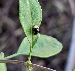 Clastoptera lineatocollis