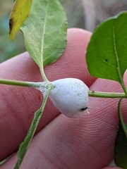 Clastoptera lineatocollis