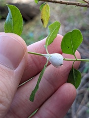Clastoptera lineatocollis
