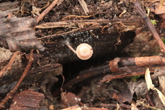 Mycena sanguinolenta