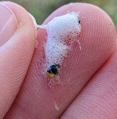 Clastoptera lineatocollis