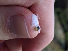 Clastoptera lineatocollis