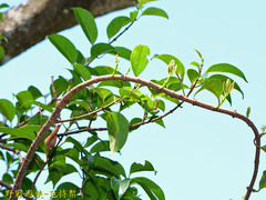 Urceola micrantha