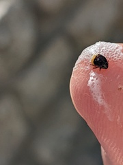 Clastoptera lineatocollis