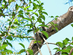 Urceola micrantha