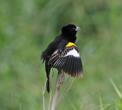 White-Winged Widowbird photo 3
