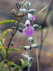 Stachys rugosa