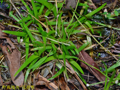 Eriocaulon truncatum