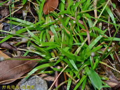 Eriocaulon truncatum