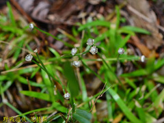 Eriocaulon truncatum