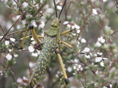 Eriocephalus punctulatus