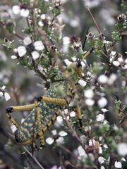 Eriocephalus punctulatus