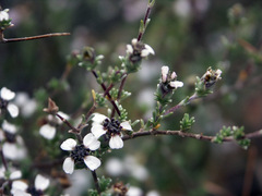 Eriocephalus punctulatus