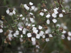 Eriocephalus punctulatus