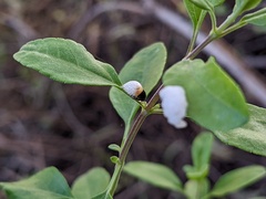 Clastoptera lineatocollis