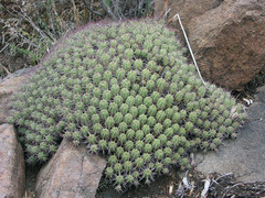 Euphorbia ferox