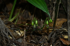 Calanthe densiflora