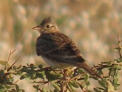 Mirafra javanica