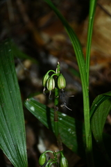 Calanthe densiflora