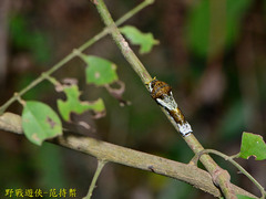 Papilionidae