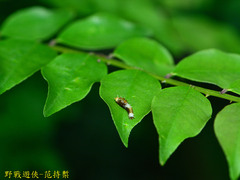 Papilionidae