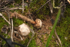 Tulostoma brumale