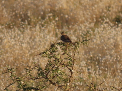 Mirafra javanica