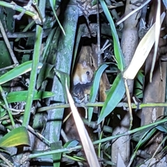 Vandeleuria oleraceus