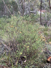 Ozothamnus obcordatus