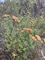 Ozothamnus obcordatus