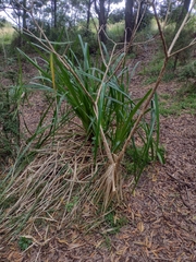 Cyperus lucidus