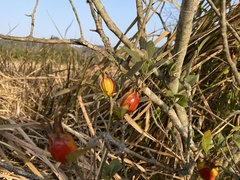 Gardenia jasminoides