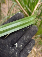 Cyperus lucidus