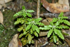 Huperzia javanica